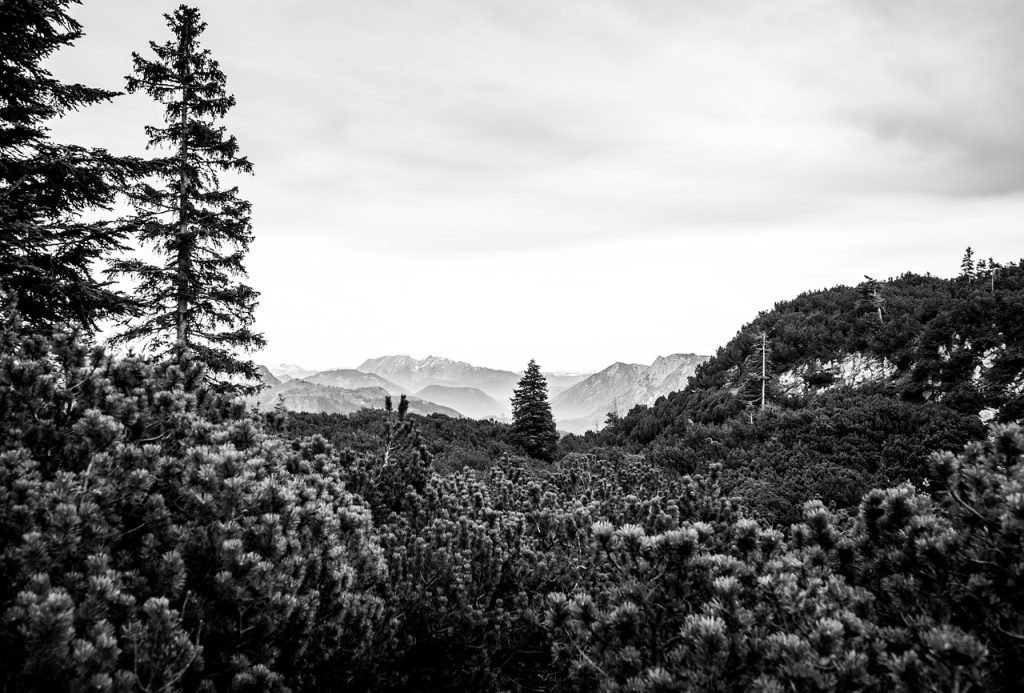 Tree Services North Brisbane Deagon