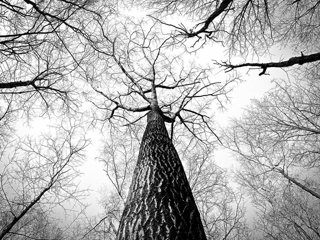 Tree Services Brighton