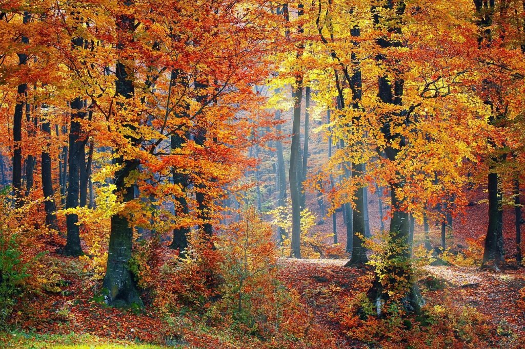 Tree Services Chermside