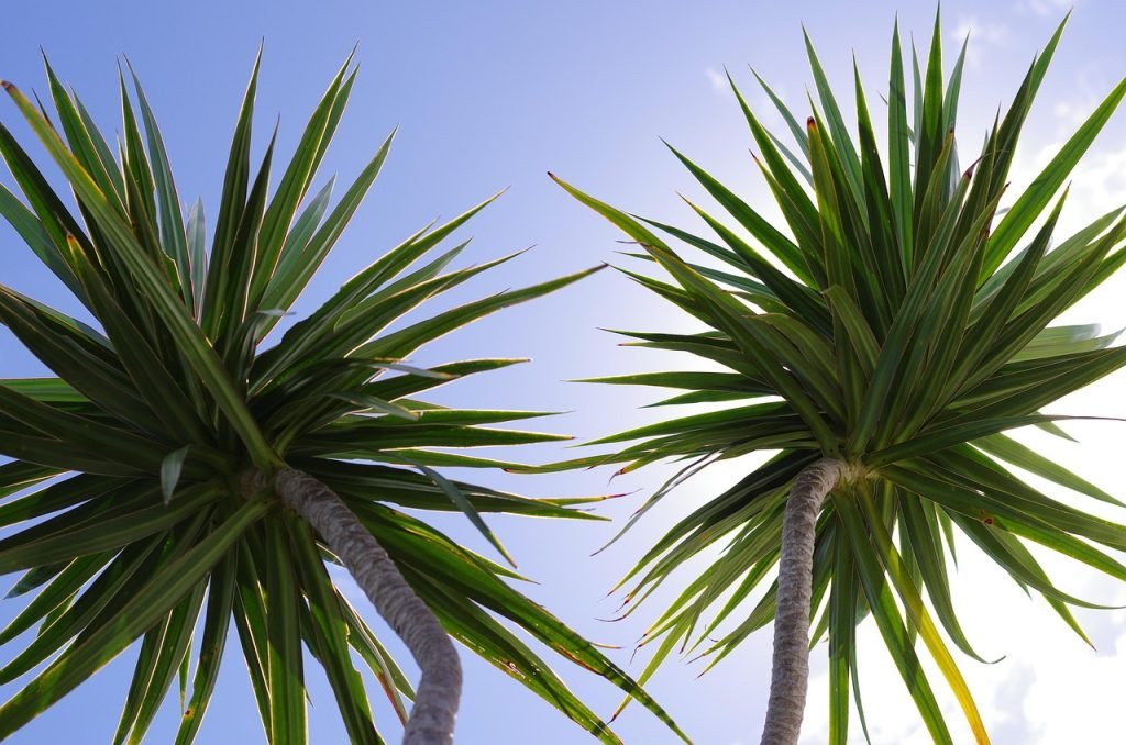 Tree Services North Brisbane Stafford