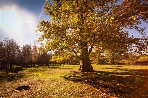 Tree Services Brisbane