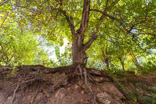 Tree Services North Brisbane QLD