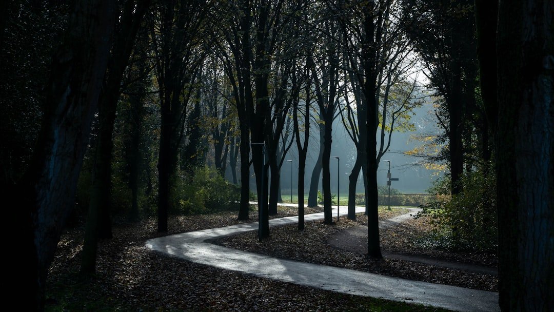 Tree Services North Brisbane