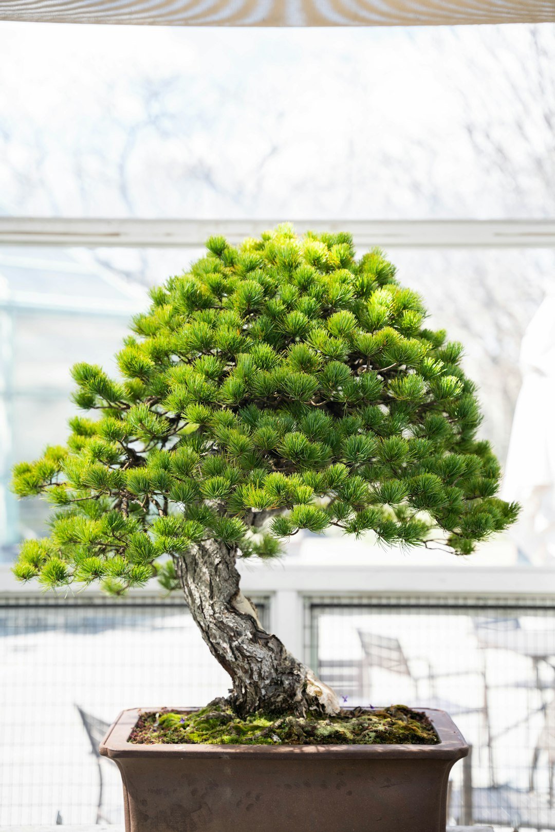 Tree Services North Side Brisbane