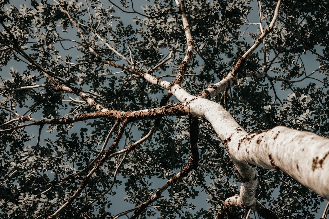 Tree Services North Brisbane