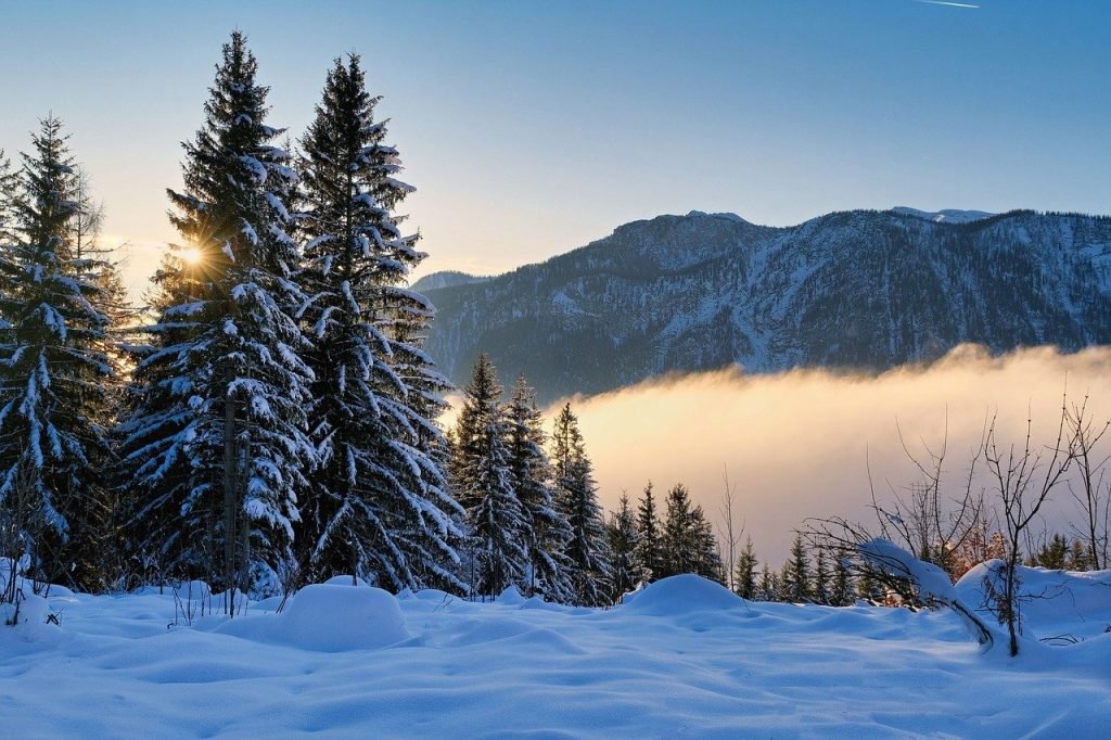 Tree Services Bald Hills